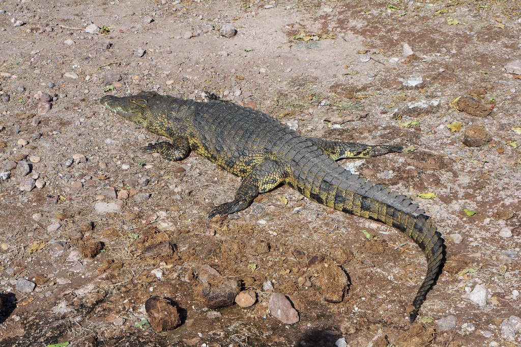 01-Crocodile on the Chobe River bank.jpg - Crocodile on the Chobe River bank